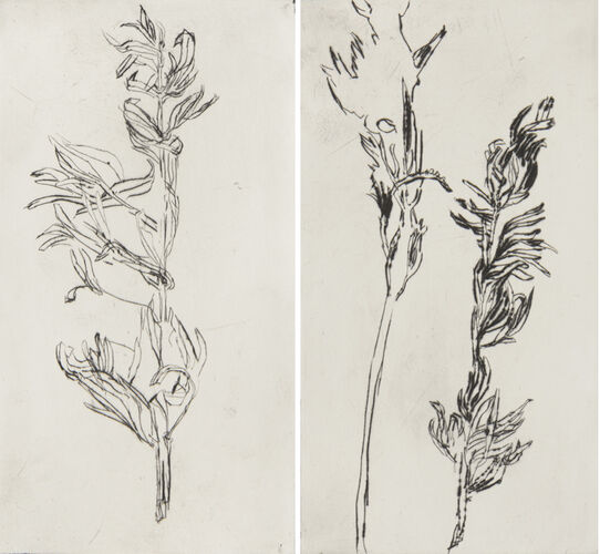 1801_aba4992-esteva-lavanda-1