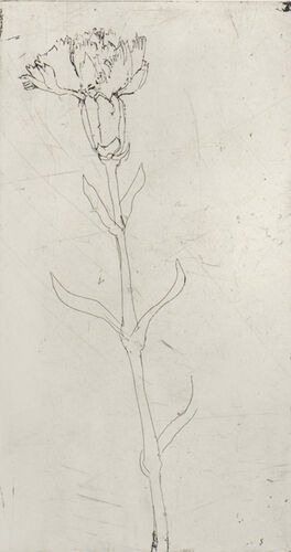 1802_aba4996-garofano-clavo-1