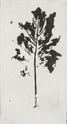 1806-fragments-botaniques-acanthe_aba4997-1
